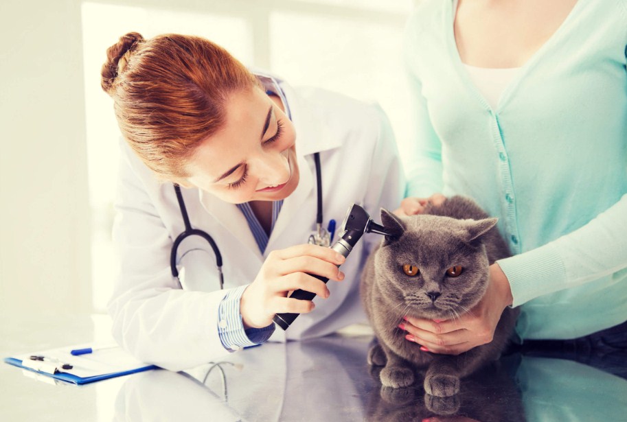 Sentuhan pribadi bisa dilakukan saat memilih klinik dokter hewan