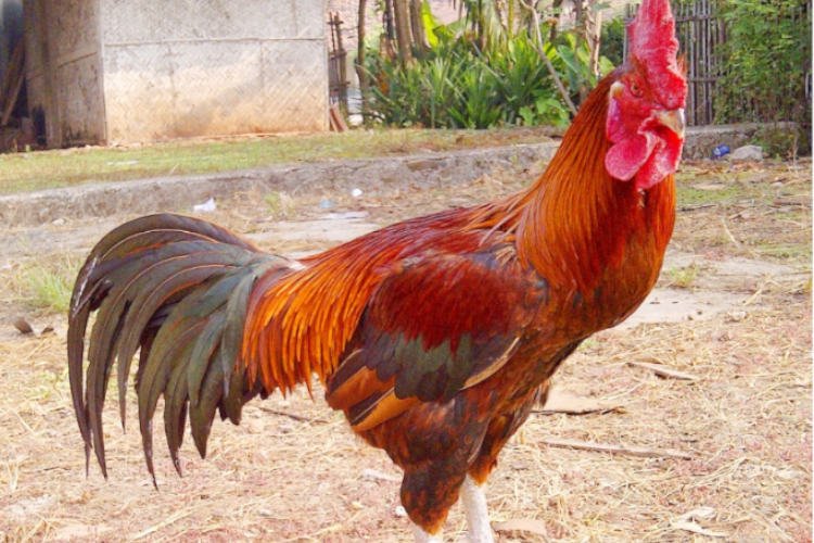 Ayam pelung adalah jenis ayam kampung yang banyak dipelihara di Indonesia