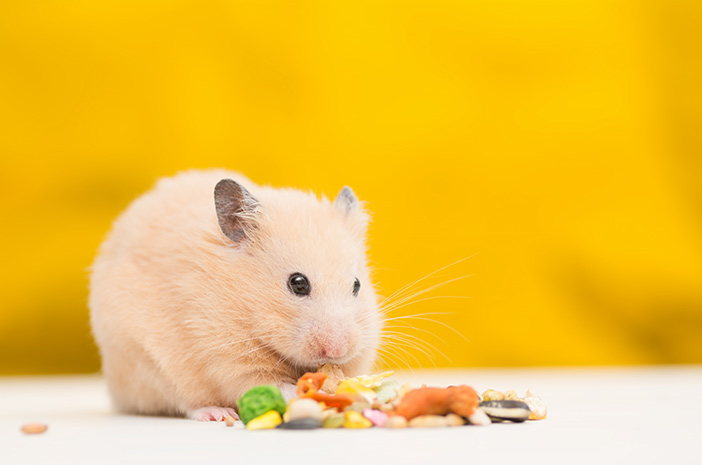 Ciri ciri hamster hamil nafsu makannya bertambah
