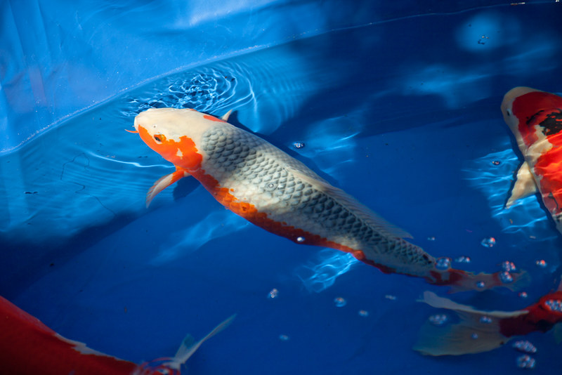 Ciri khas dari ikan koi asagi adalah tubuh berwarna biru atau nila dan warna merah pada pangkal sirip dada