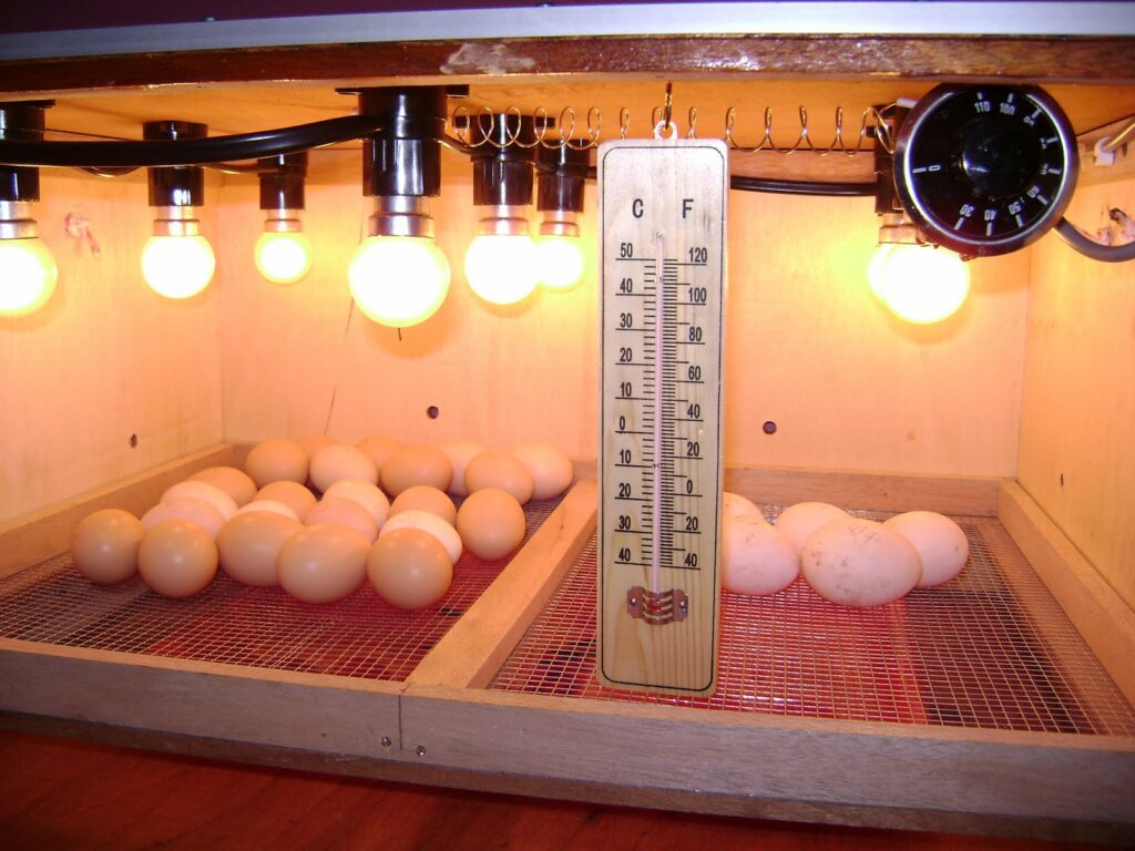 Cara menetaskan telur bebek harus menggunakan mesin penetasan