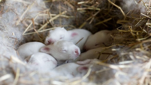 Cara merawat anakan kelinci dengan memastikan kondisinya hangat