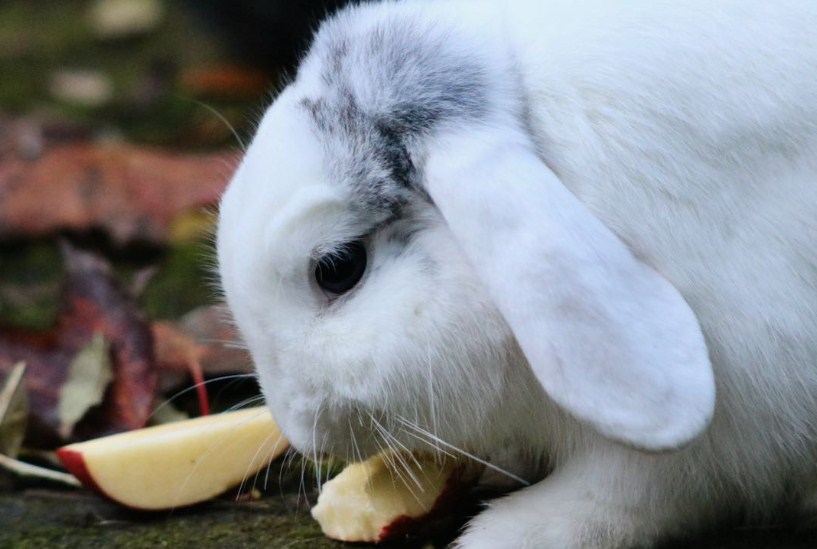 seperti manusia kelinci juga bisa diare jika makanan tidak sesuai