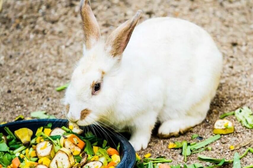 Salah memberikan makanan bisa menjadi penyebab kelinci mati