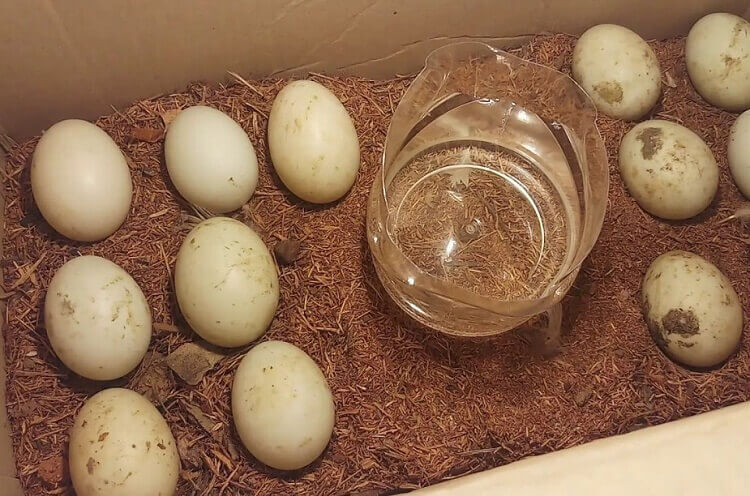 mulai melakukan penetasan telur ayam