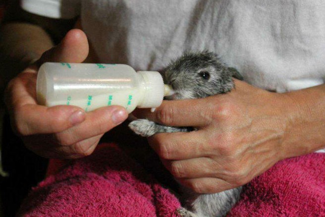 Cara merawat anakan kelinci dengan memberikan susu formula