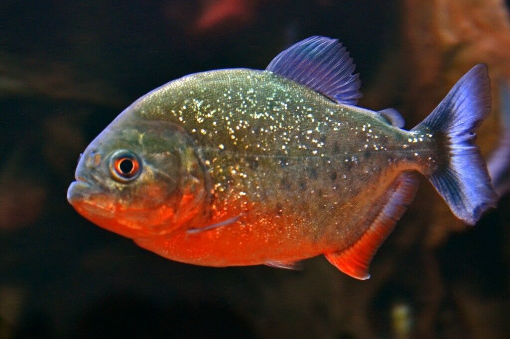 ikan bawal cenderung punya warna tubuh lebih gelap dari piranha