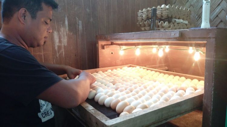 Atur kelembapan mesin menjadi salah satu cara menetaskan telur bebek