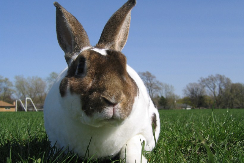 Kelinci Rex adalah hasil persilangan dari kelinci liar dengan kelinci hias khas Perancis