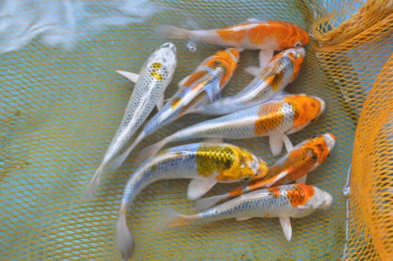 ciri-ciri ikan koi hamil sudah berusia 1,5-2 tahun