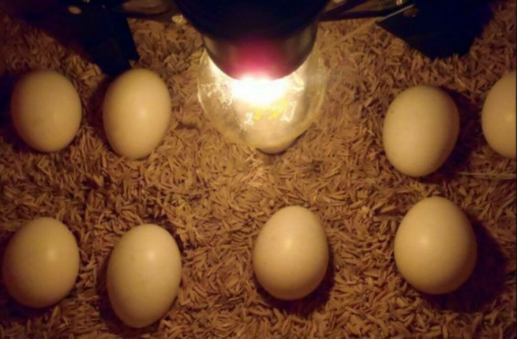 proses penetasan telur ayam tidak boleh terpapar sinar matahari secara langsung