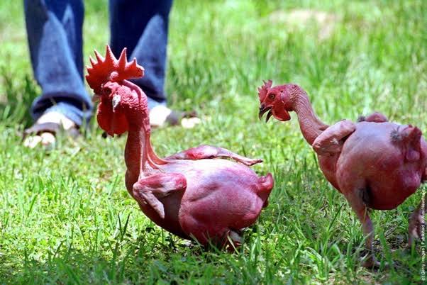 Jenis ayam unik lainnya adalah ayam telanjang dari Israel