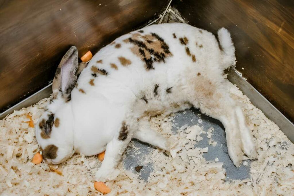 Salah satu penyebab kelinci mati bisa jadi karena tidak ada interaksi dalam kandang