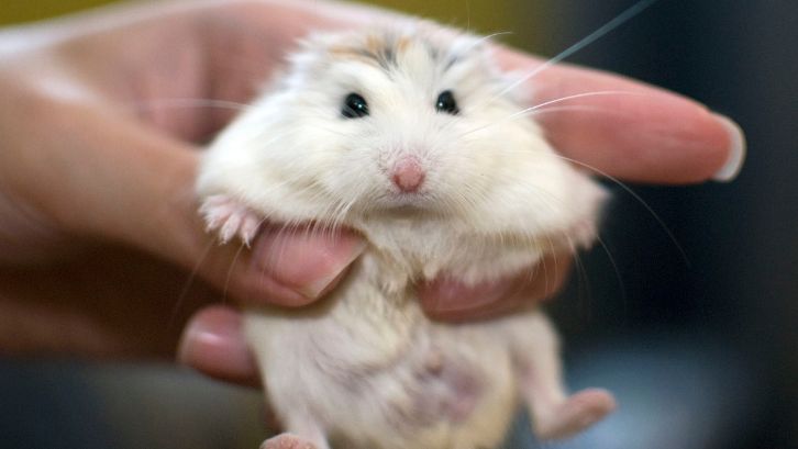 Putingnya membesar menjadi salah satu ciri ciri hamster hamil