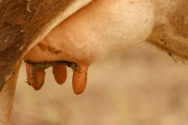 Radang ambing atau mastitis adalah jenis penyakit ternak ruminansia yang menular