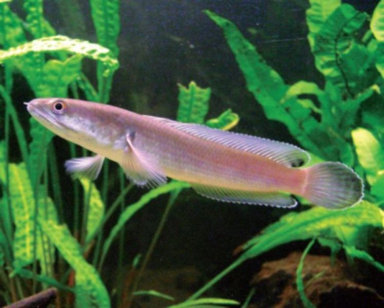 Salah satu ikan channa termahal di dunia adalah ikan channa melasoma