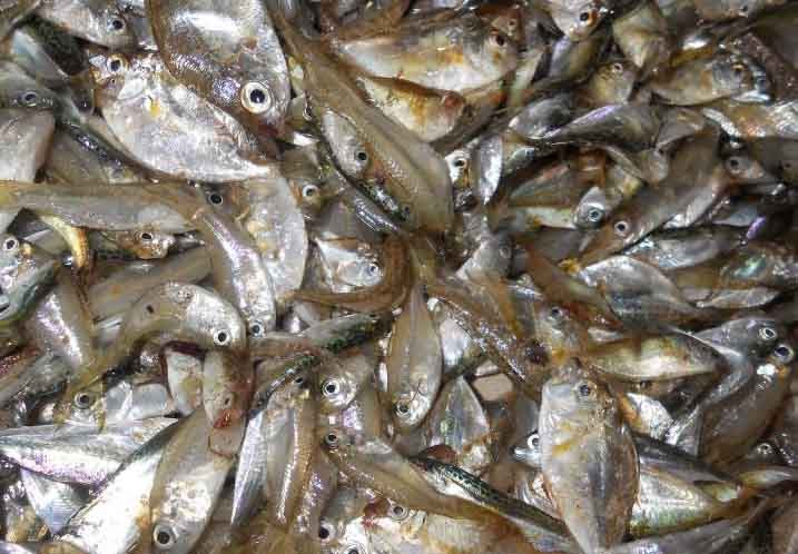 Ikan rucah adalah makanan ikan gabus dengan harga terjangkau