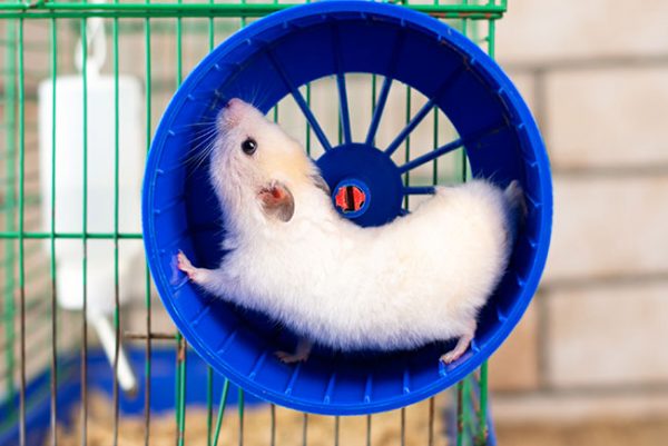 Ciri ciri hamster stress punya energi berlebihan