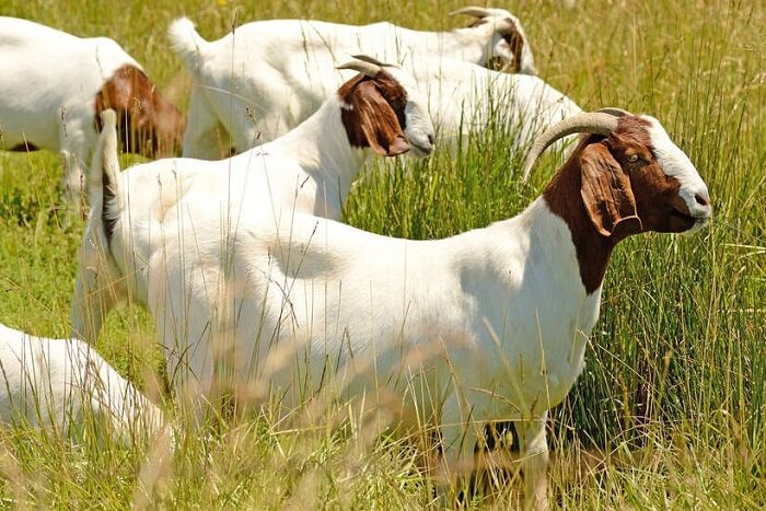 Ciri kambing boer asli bisa dilihat dari warna bulunya