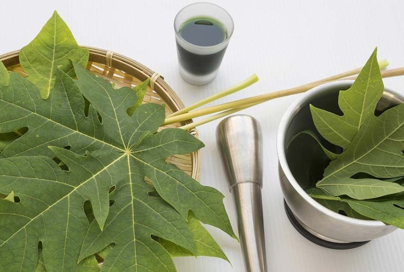 Kelinci mencret dapat diobati dengan ramuan-ramuan tradisional berupa daun pepaya
