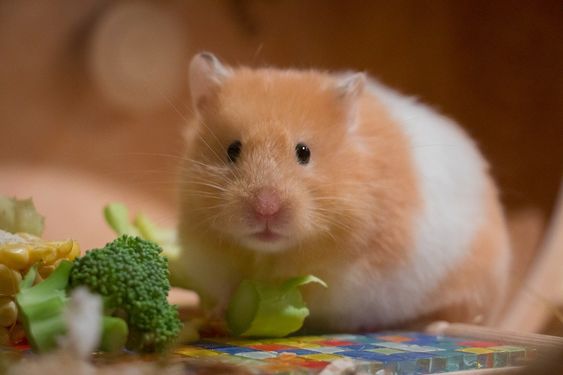 Nafsu makan mendadak turun jadi ciri ciri hamster hamil