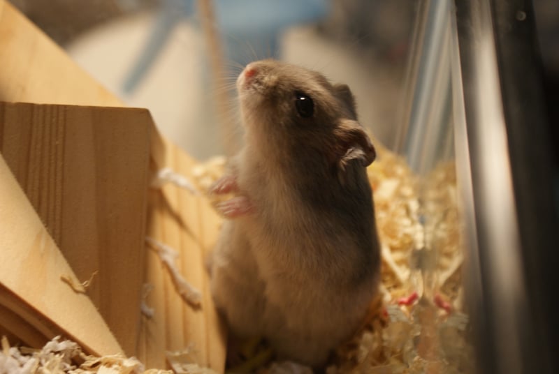 Perilaku yang berulang menjadi salah satu ciri ciri hamster stress