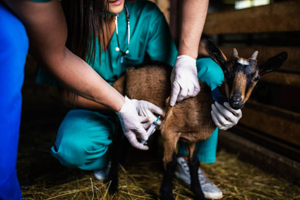 Mengobati kambing lemas yang pertama dengan membawa ke dokter hewan
