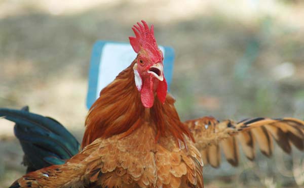 Ayam balenggek adalah jenis ayam kampung dari Sumatera Barat
