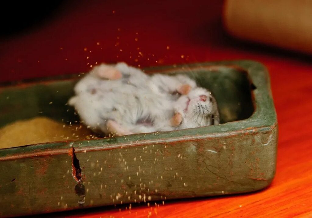 Selain memandikan hamster dengan menggunakan air, sahabat juga bisa memandikannya dengan menggunakan pasir