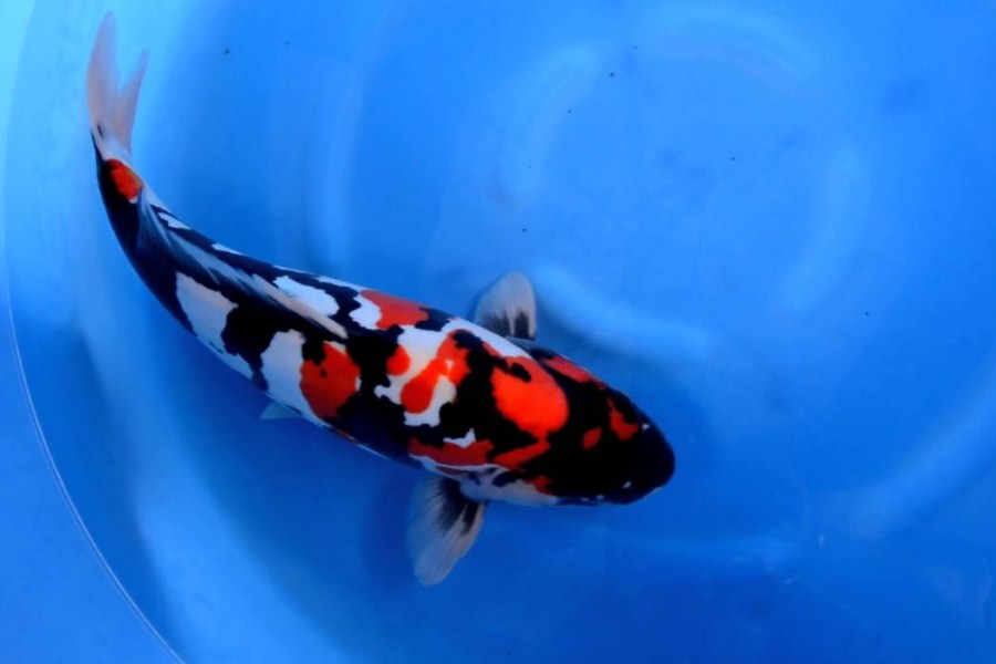 Ikan Koi Doitsu sering dianggap sebagai ikan mas Jerman