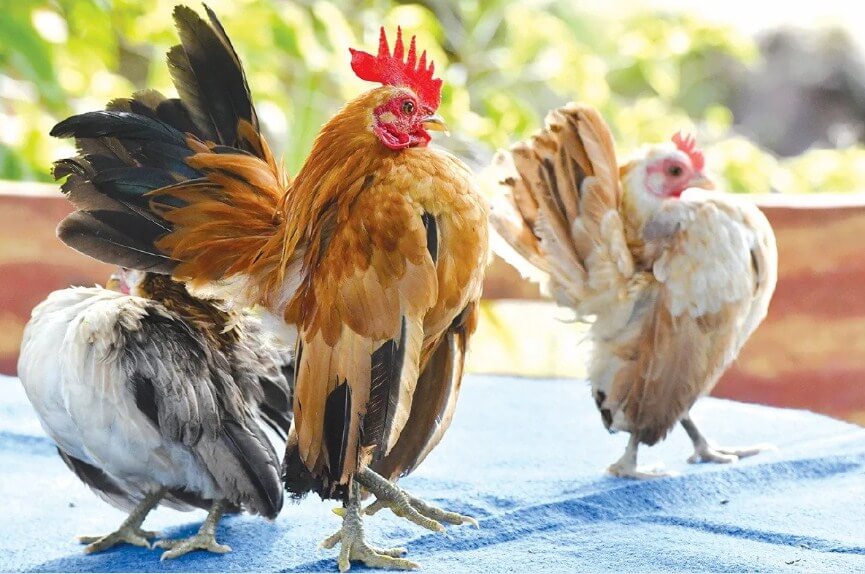 Ayam serama adalah ayam unik dari Malaysia