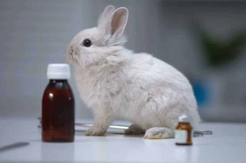obat mencret yang biasa diberikan kepada kelinci yaitu introvit 4WS