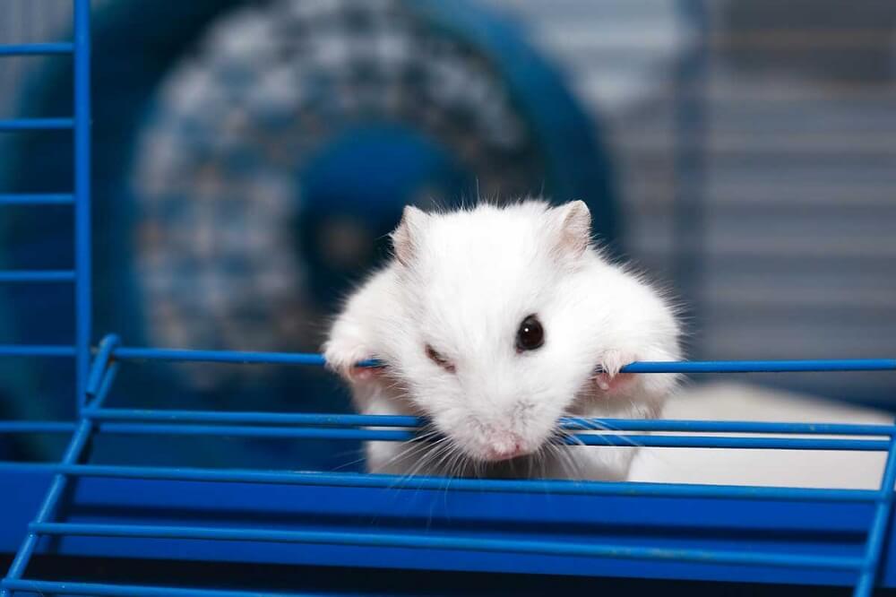 Jika hamster menggigit kandang bisa jadi itu ciri ciri hamster stress