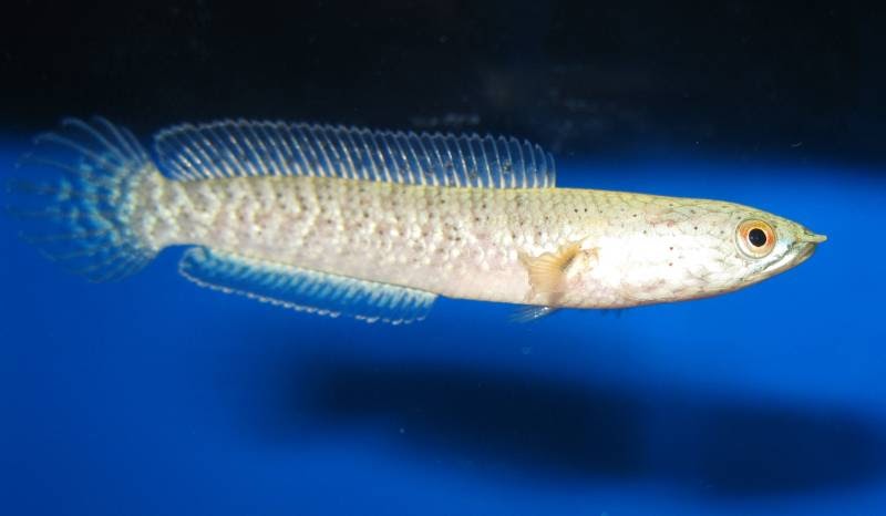 Ikan channa striata albino adalah ikan channa termahal di dunia