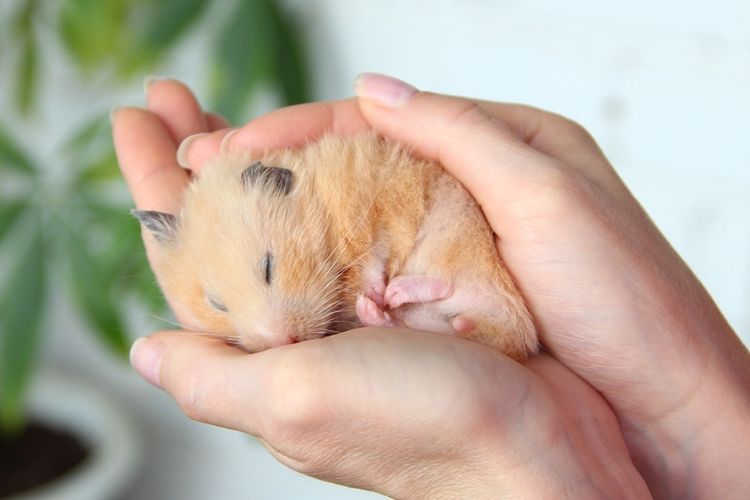 Ciri ciri hamster hamil adalah sulit tidur dan terlihat gelisah