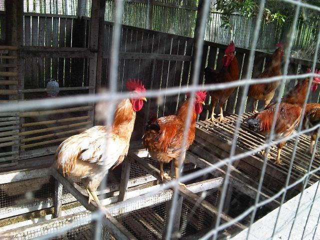 Ayam nunukan adalah jenis ayam kampung dari Kalimantan Timur
