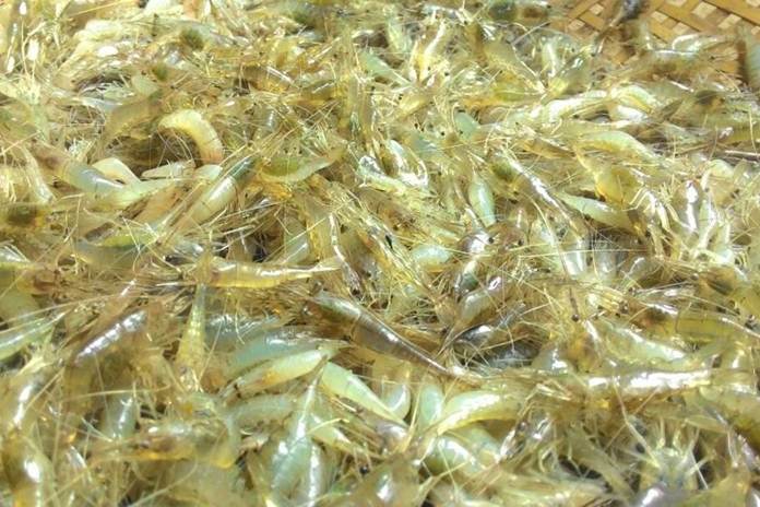 Udang bisa menjadi alternatif makanan ikan gabus