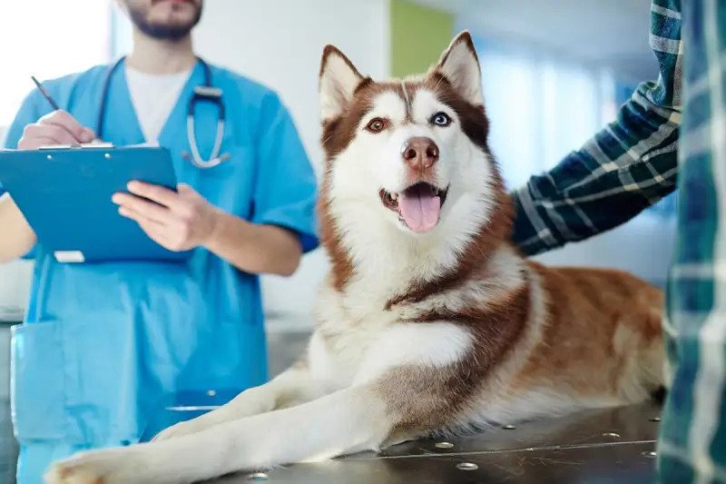 Harga klinik dokter hewan biasanya berbeda-beda