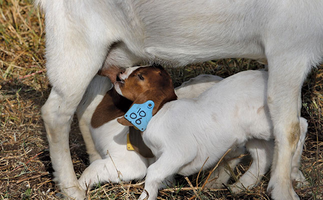 Ada beberapa ciri reproduksi kambing boer asli