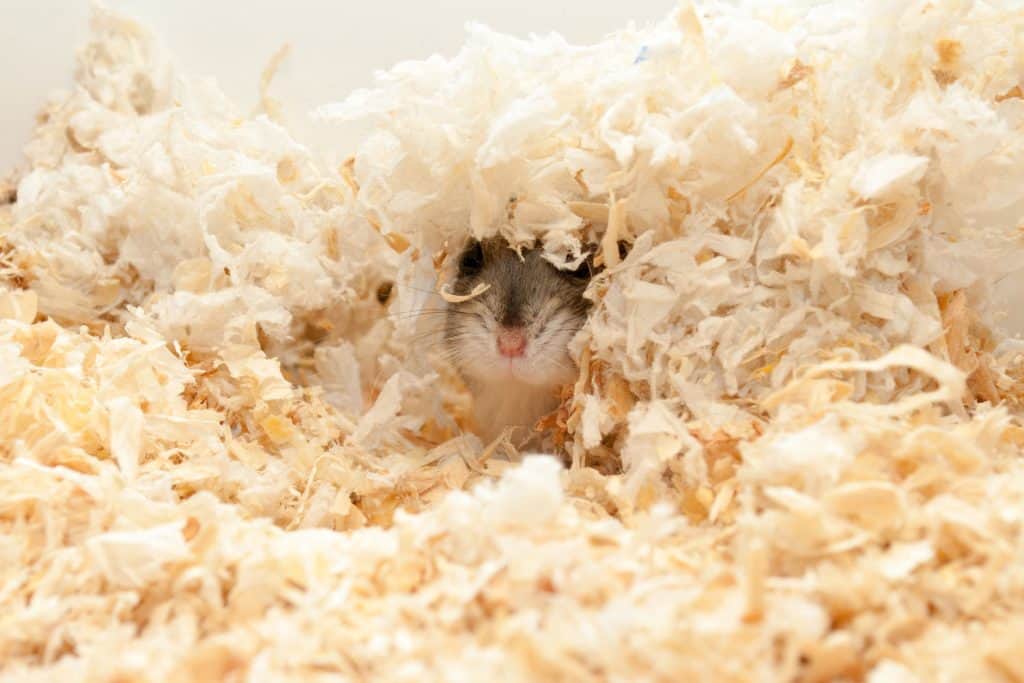 Ciri ciri hamster stress tandanya hamster sering menggali berlebihan