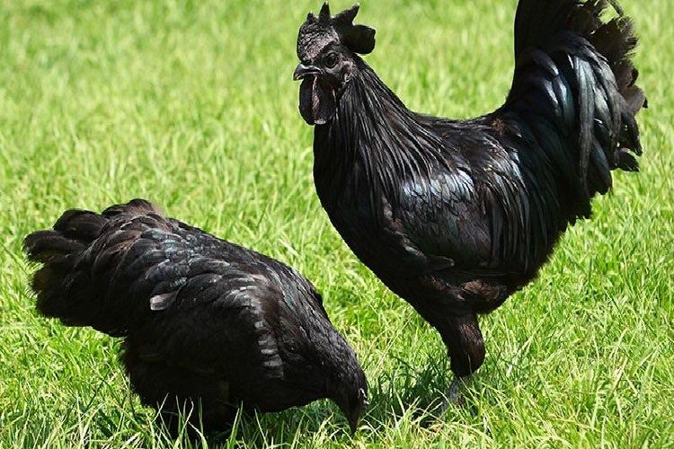 Ayam cemani adalah jenis ayam kampung yang terkenal dengan unsur mistis