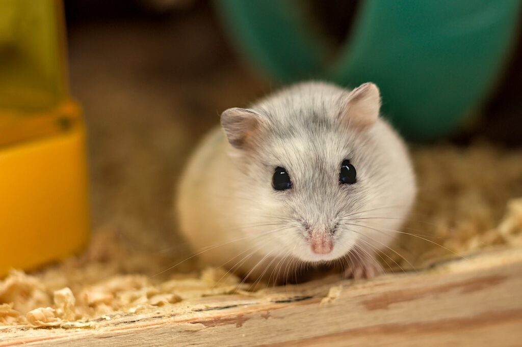 Ciri ciri hamster hamil biasanya membuat sarang