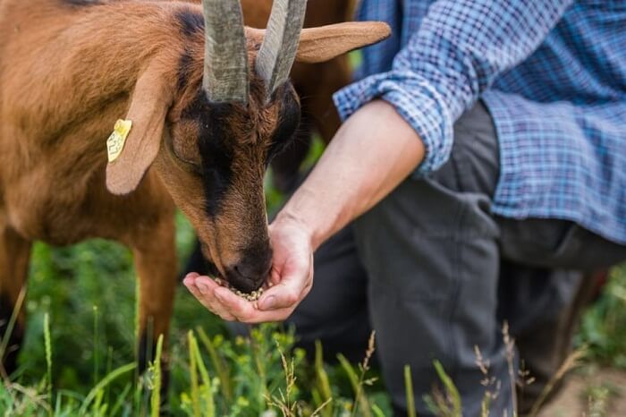 Menggunakan ramuan herbal bisa mengobati kambing lemas