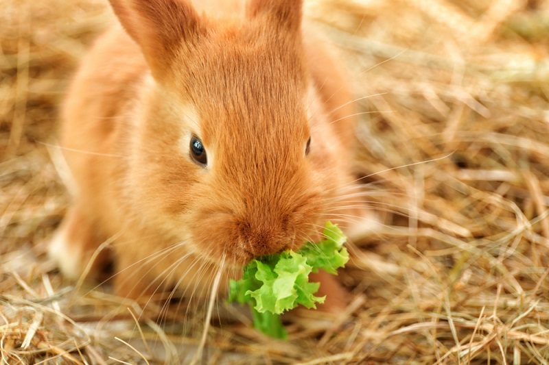 Cara merawat anakan kelinci salah satunya dengan tidak memberi makanan sembarangan