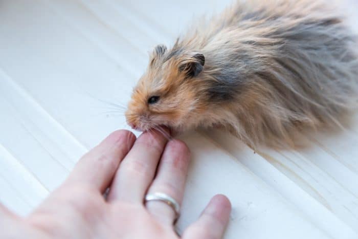 Ciri ciri hamster stress menunjukkan perilaku agresif