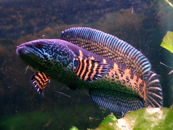 Ikan channa aurantimaculata menjadi salah satu jenis ikan channa termahal di dunia