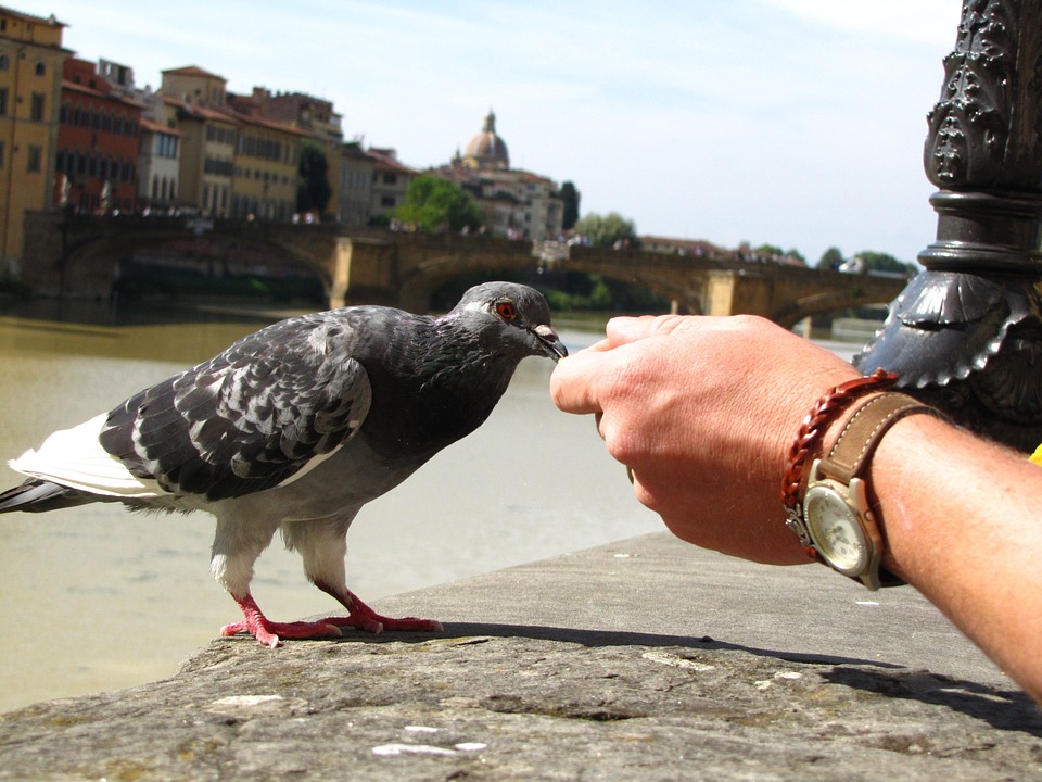 Florentina adalah jenis burung pedaging yang berasal dari Florence Italia