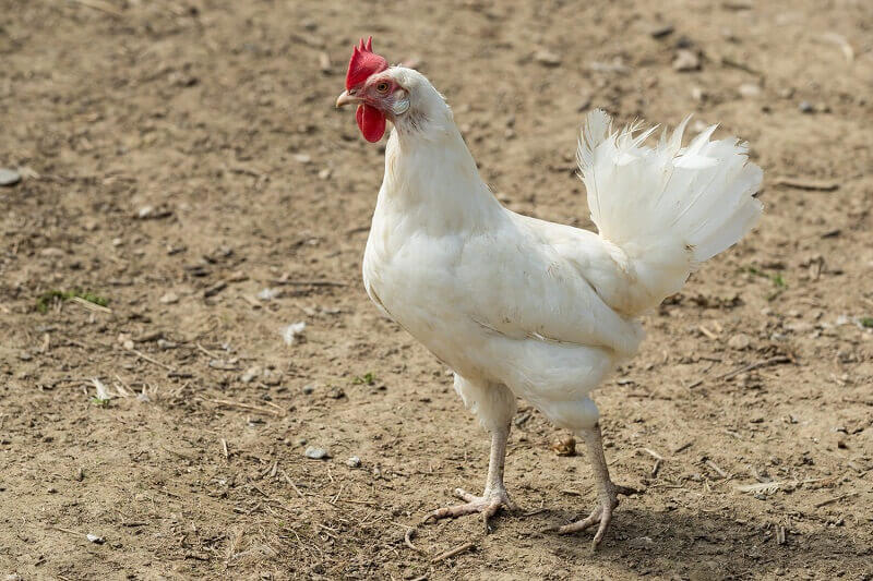 Ayam kedu putih adalah jenis ayam kampung yang berasal dari temanggung jawa tengah