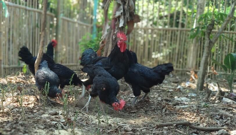 Ayam kedu merah adalah jenis ayam kampung yang memiliki postur tegak, besar dan padat