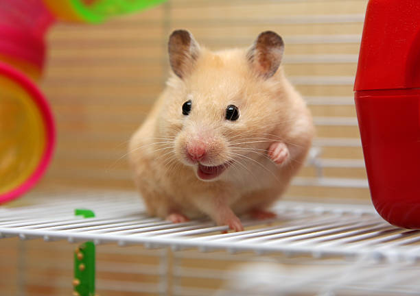 Hamster mengeluarkan suara dengan berlebihan menjadi ciri ciri hamster stress
